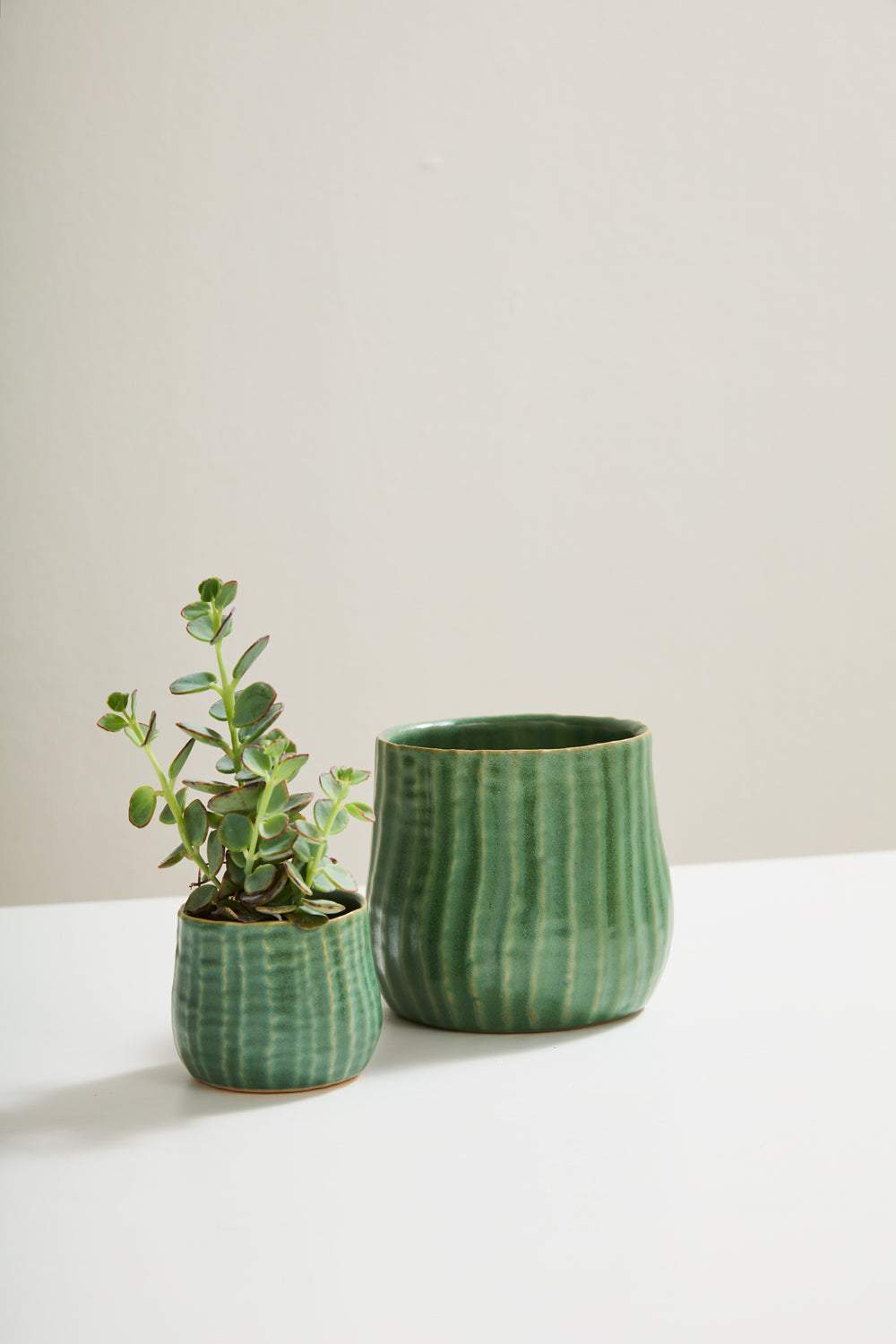 Palmero Collection