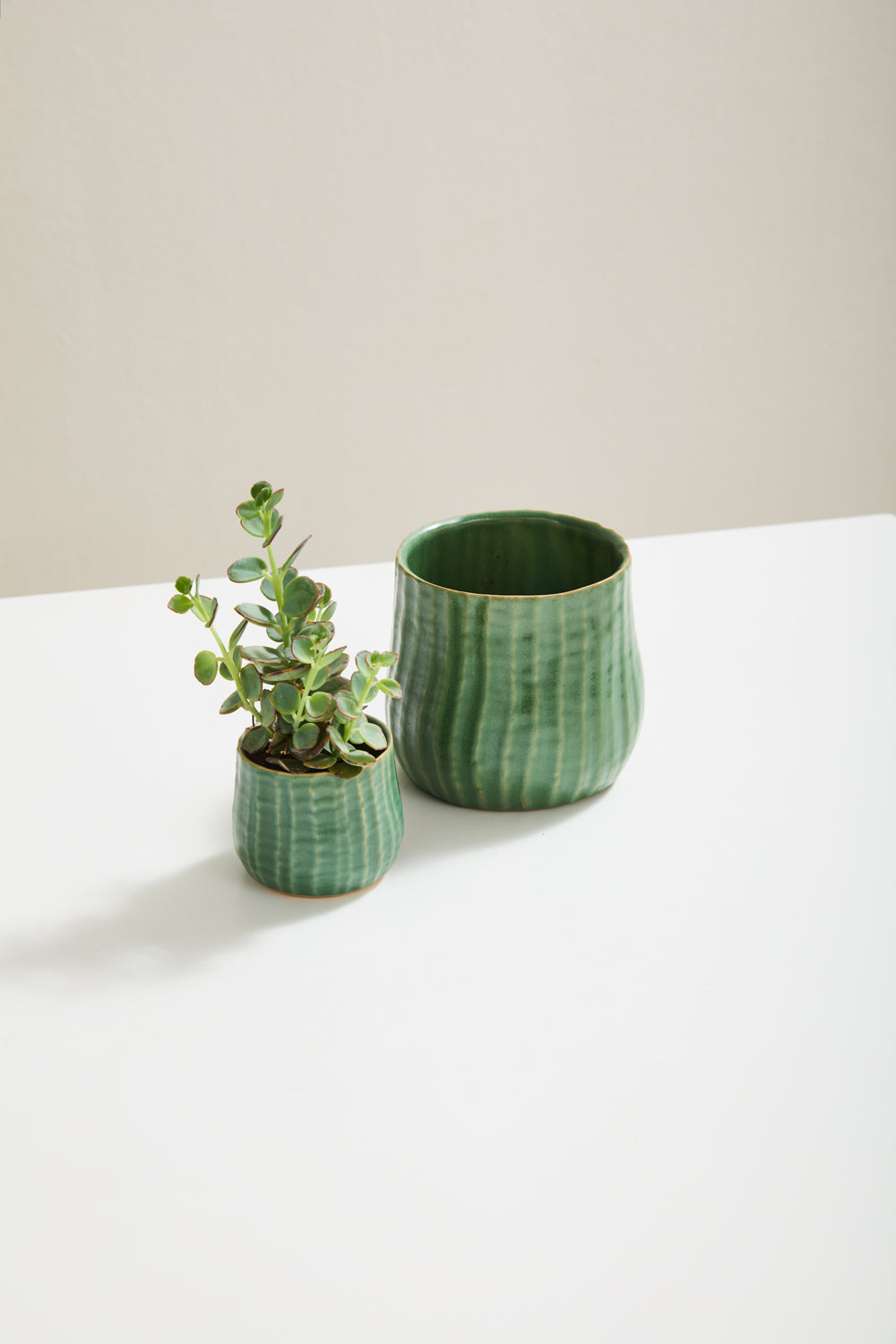 Palmero Collection