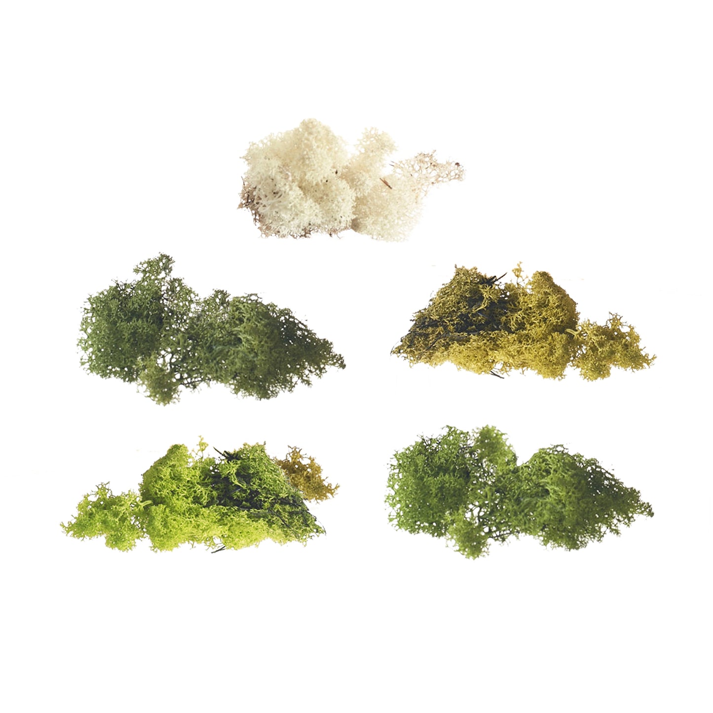 Reindeer Moss