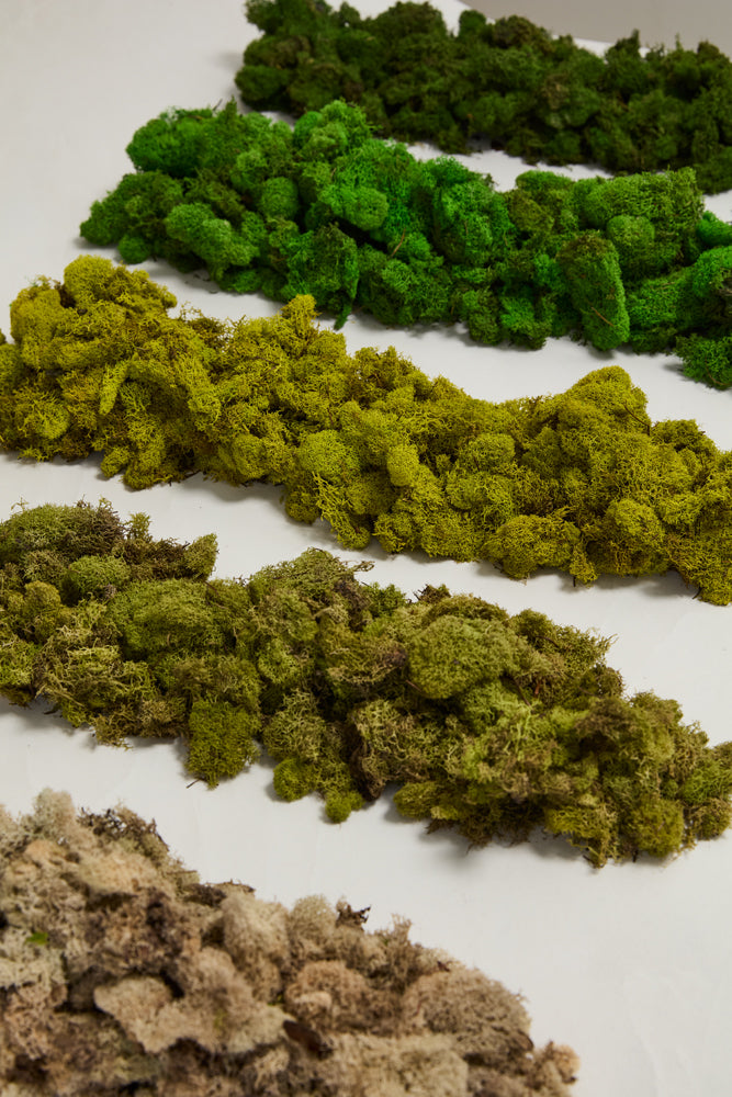 Reindeer Moss