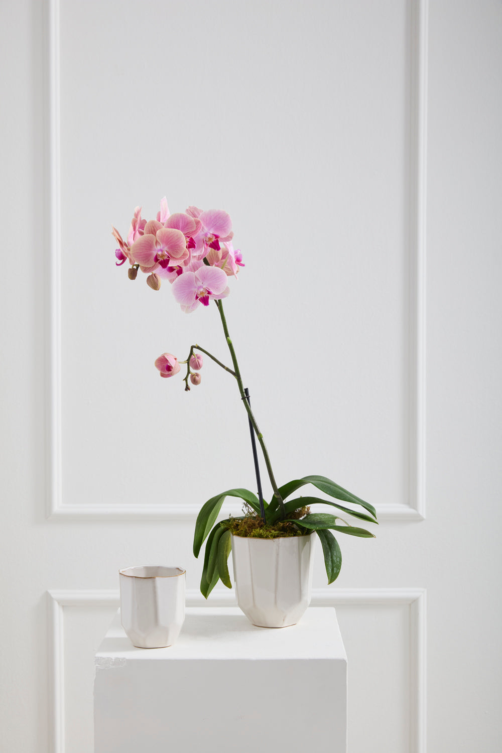 Renew Vase