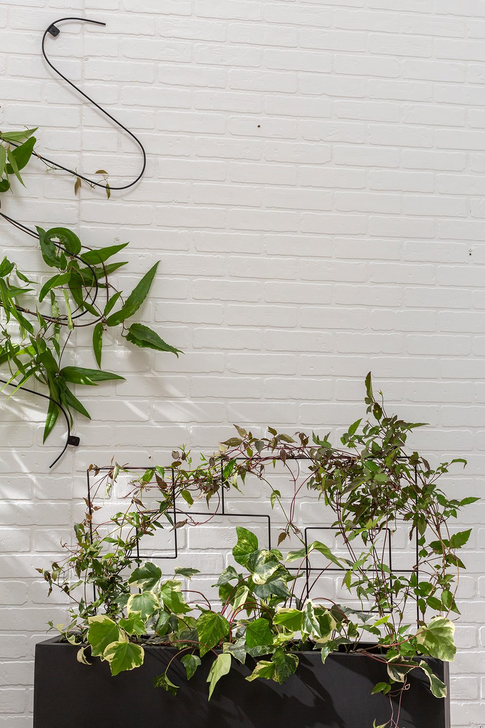 Roaming Plant Stick