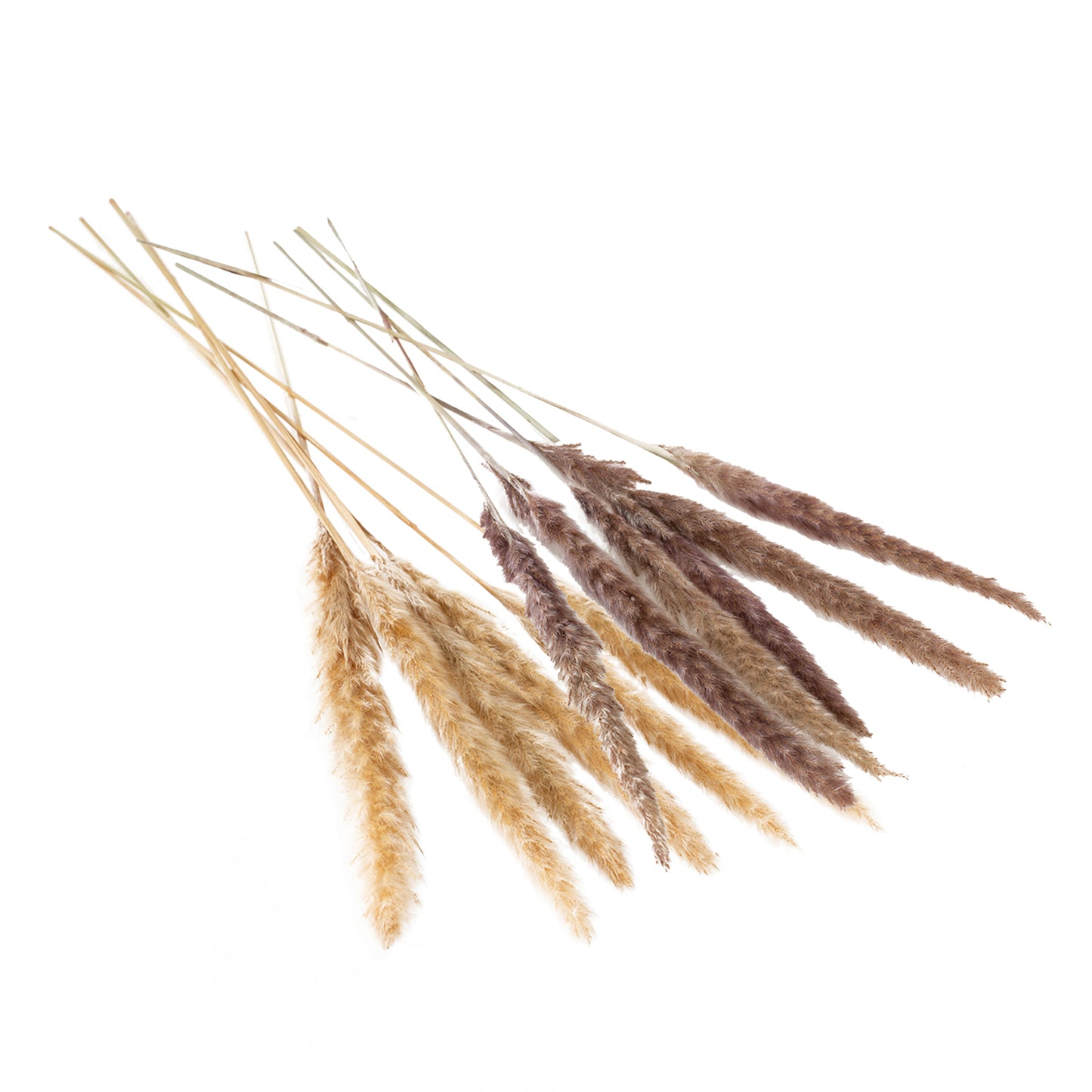 Slim Dried Pampas Grass
