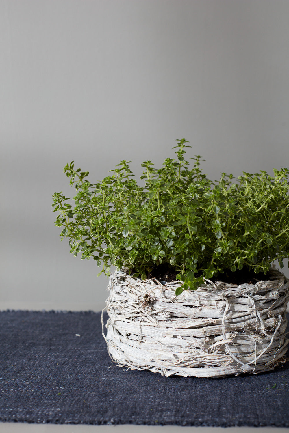 Spruce Planter - Set of 2