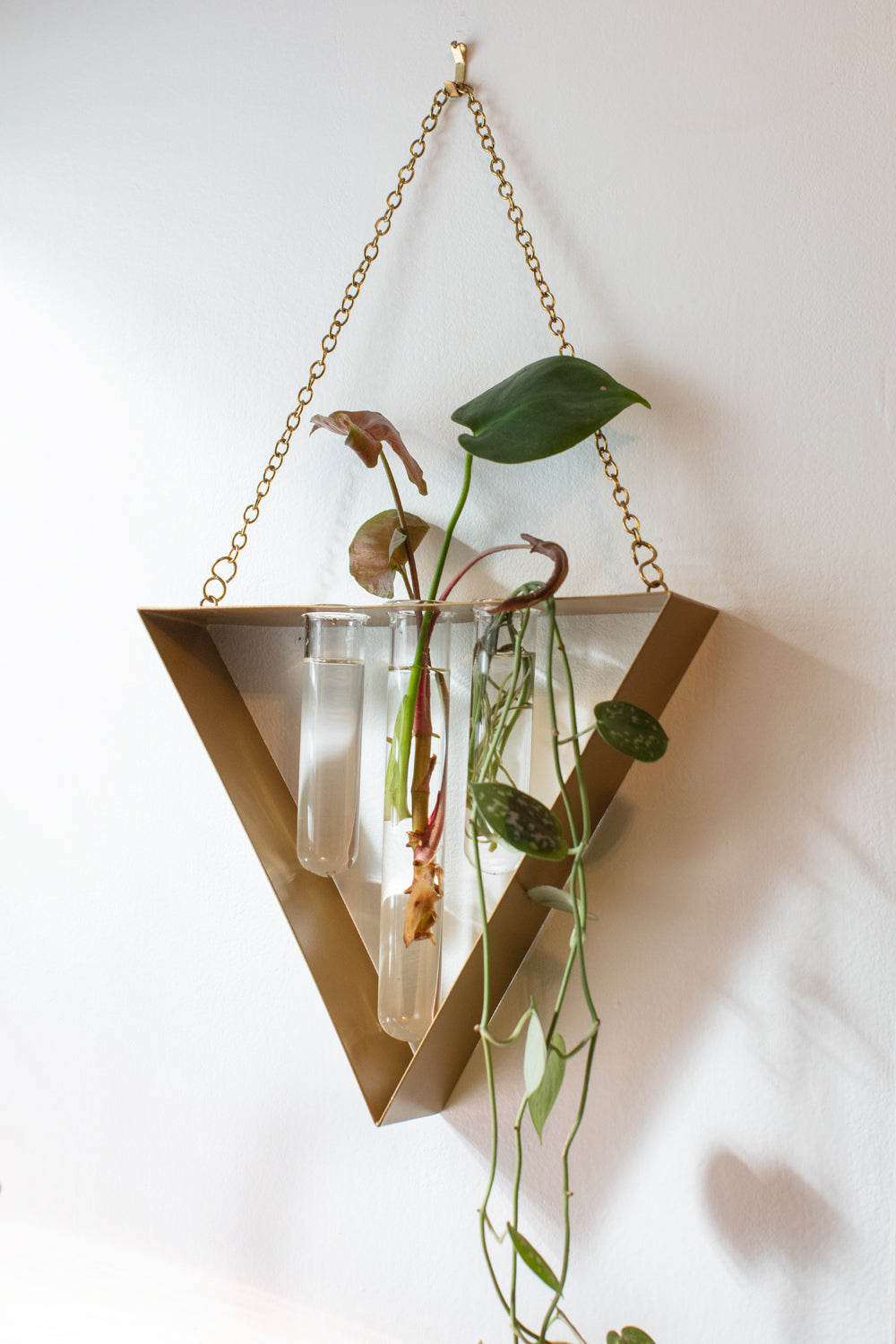 Tawny Hanging Propagation