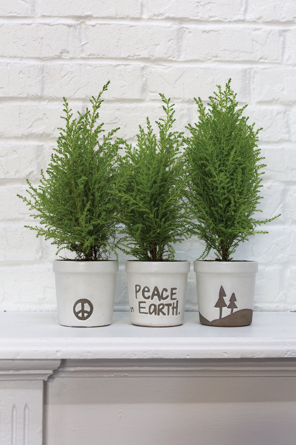 The Wish Pot
