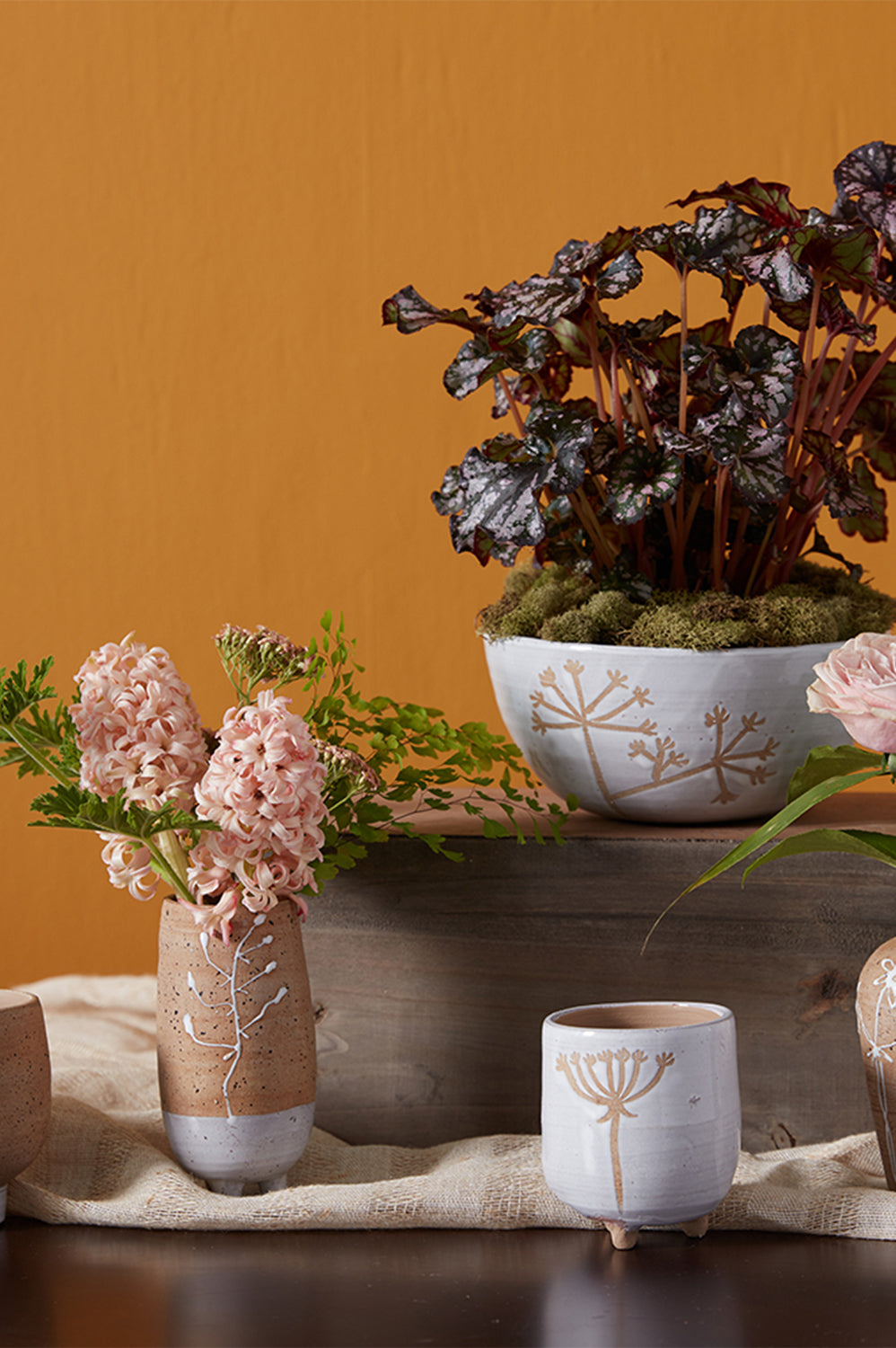 Umbel Collection