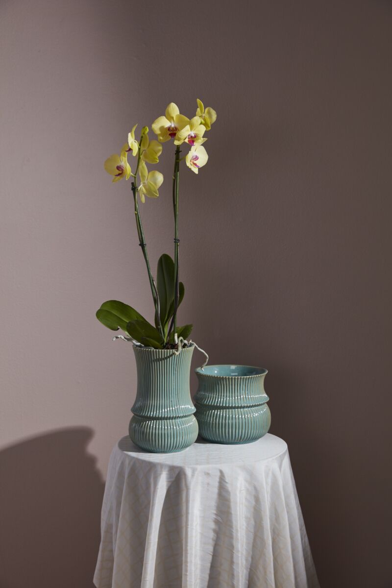 Verdant Collection