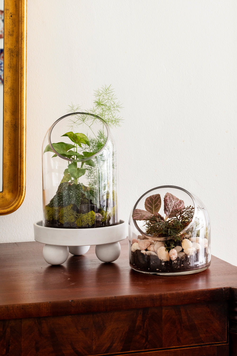 Warner Terrarium