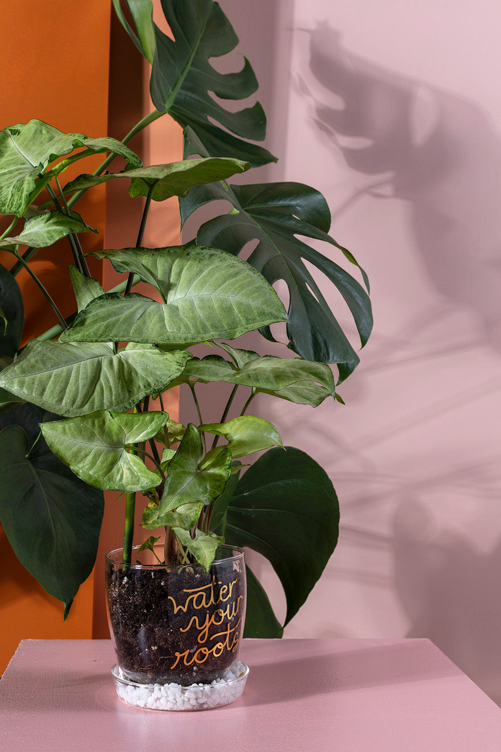 Water Your Roots Pot