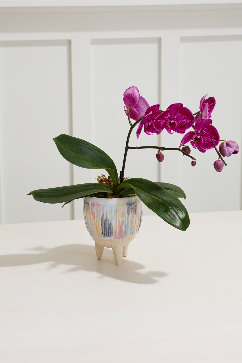 Oasis Pot