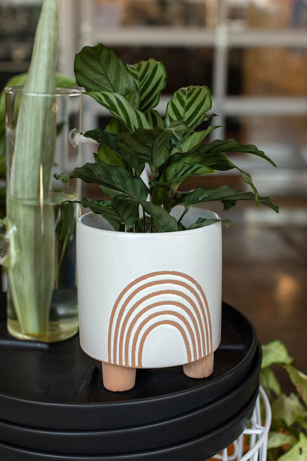 Asha Pot