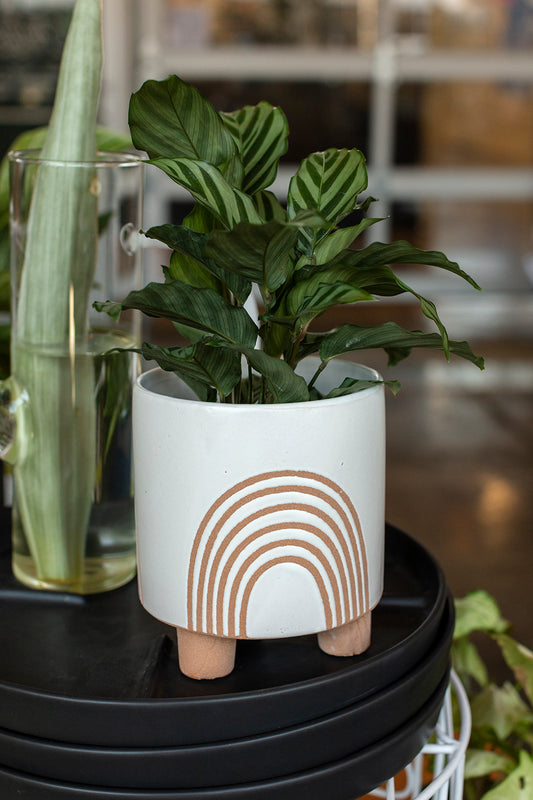 Asha Pot