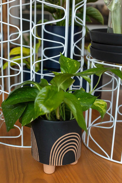 Asha Pot