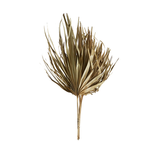 Dried Sun Fan Spear