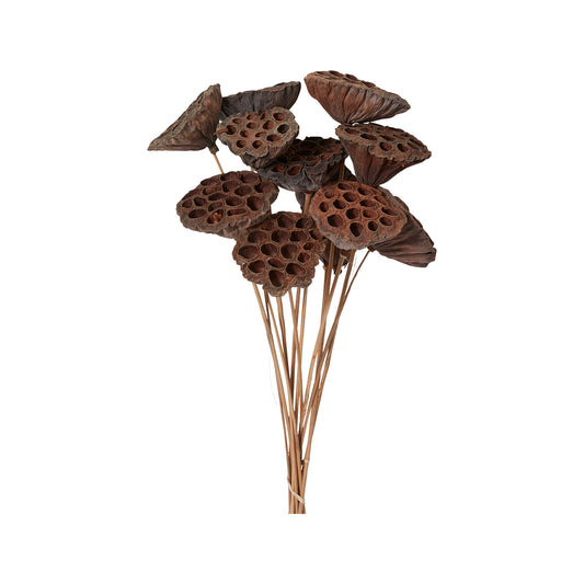 Dried Lotus Pods