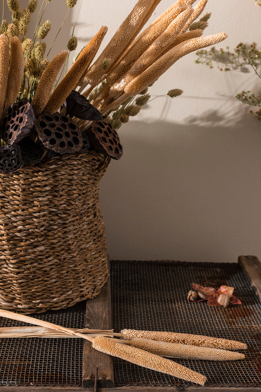 Dried Babala