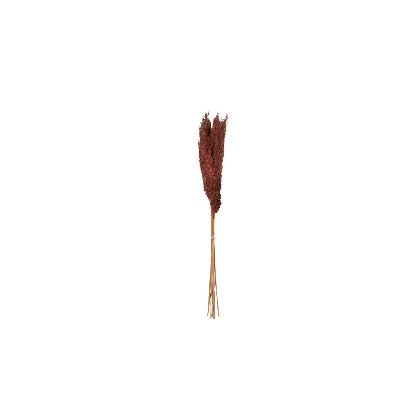 Fluffy Dried Pampas Grass