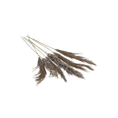 Fluffy Dried Pampas Grass