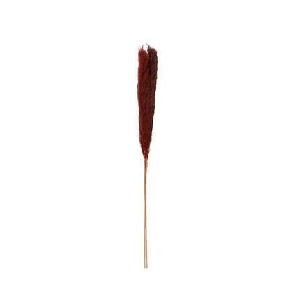 Fluffy Dried Pampas Grass