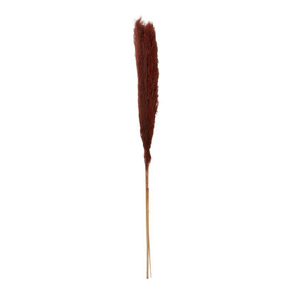 Fluffy Dried Pampas Grass