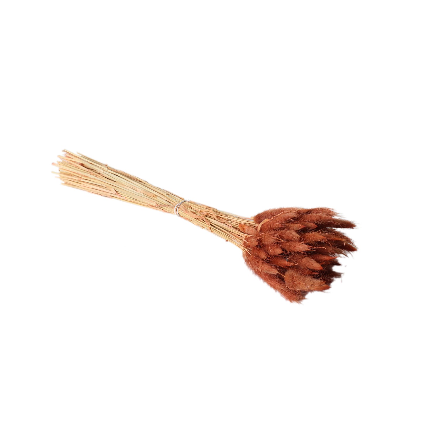 Lagurus Grass