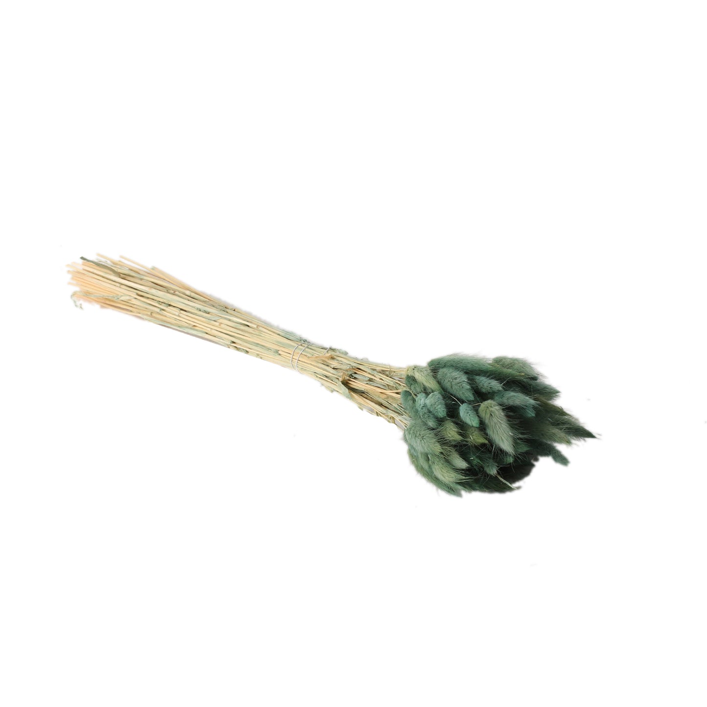 Lagurus Grass