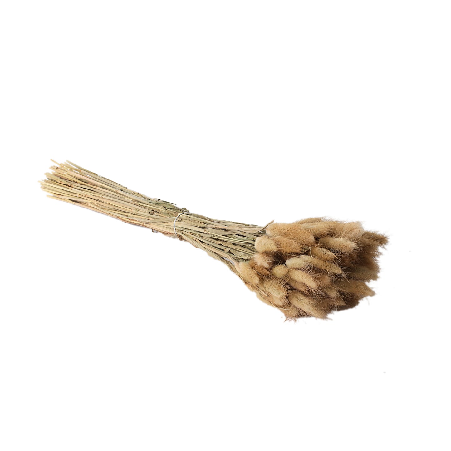 Lagurus Grass