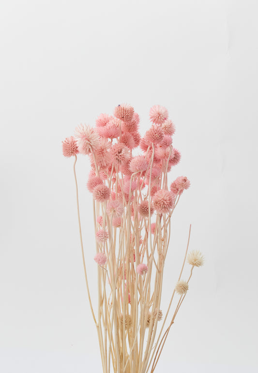 Dried Eryngium