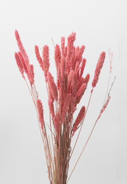 Dried Setaria