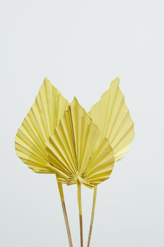 Painted Palm Spear