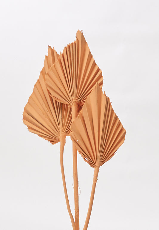Painted Palm Spear