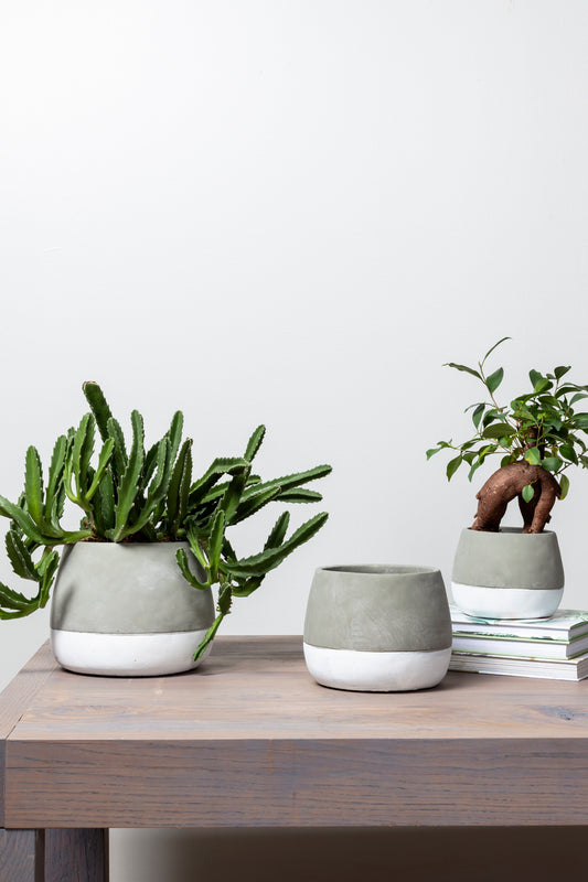 Ash Pot