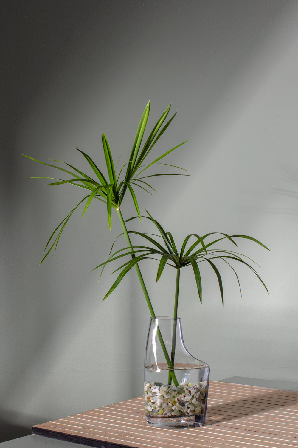 Asymmetria Vase