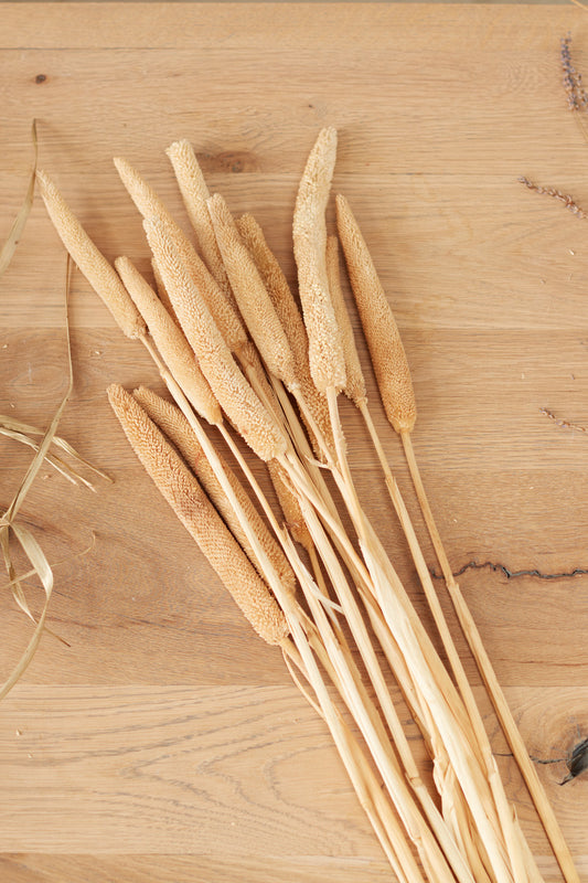Dried Babala
