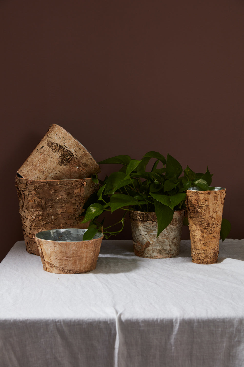 Birch Collection with Zinc