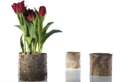Birch Cylinder