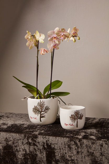 Evergreen Pot