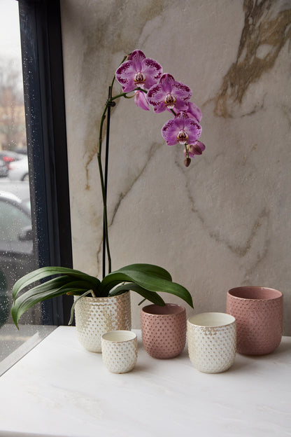 Everly Pot