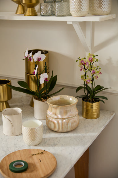 Everly Pot