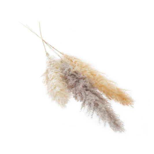 Fluffy Dried Pampas Grass