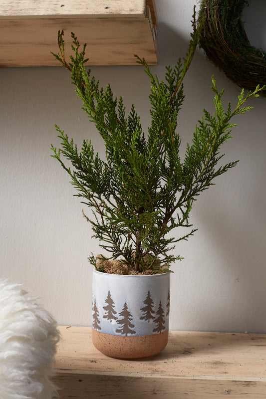Forrest Collection