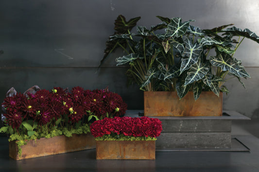 Galveston Planter