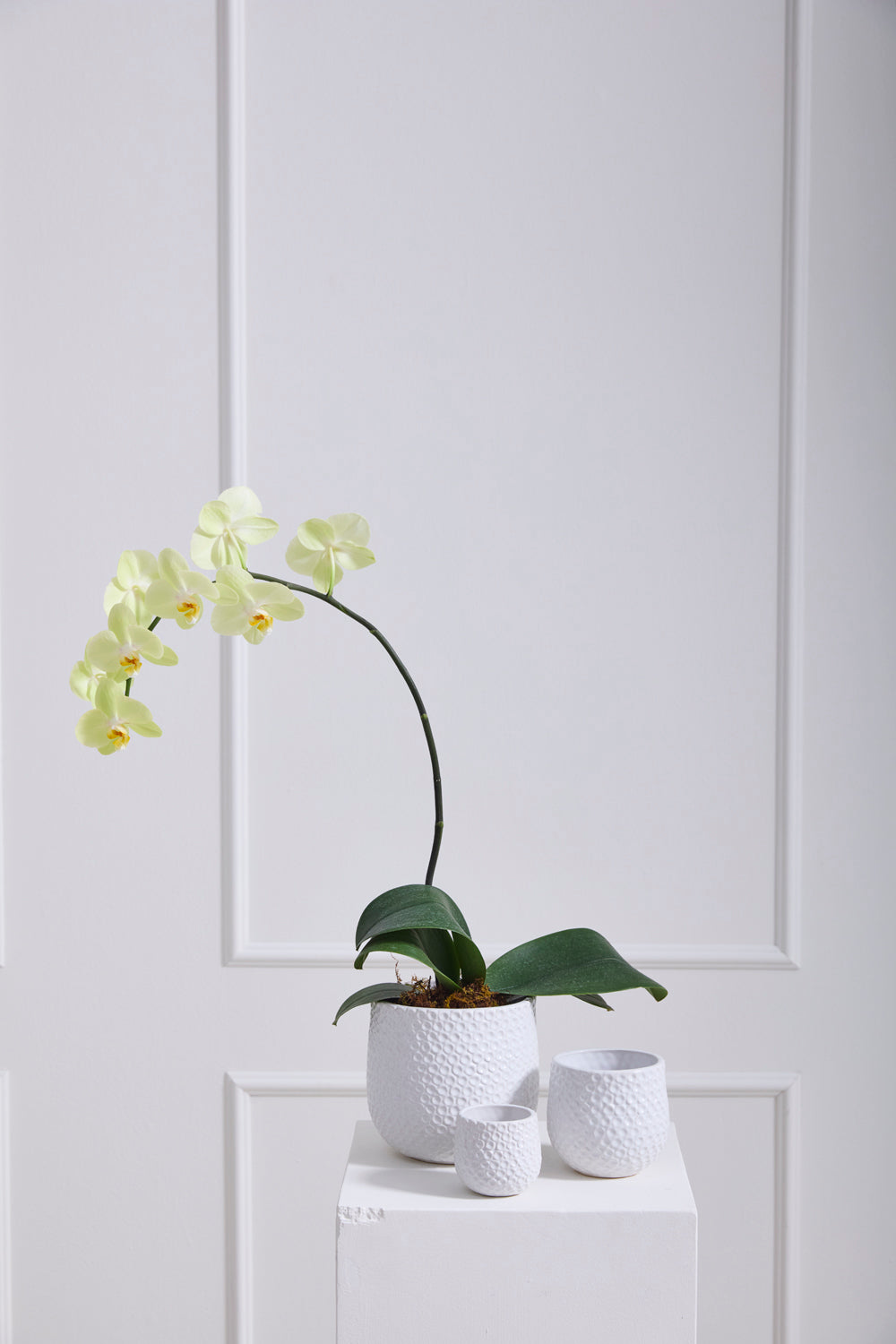 Ginny Pot