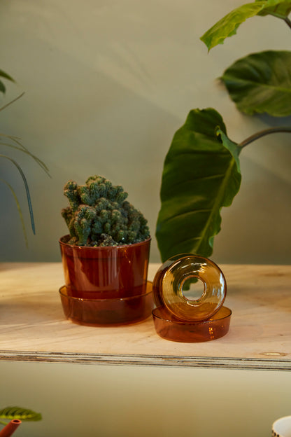 Glass Pot with Saucer