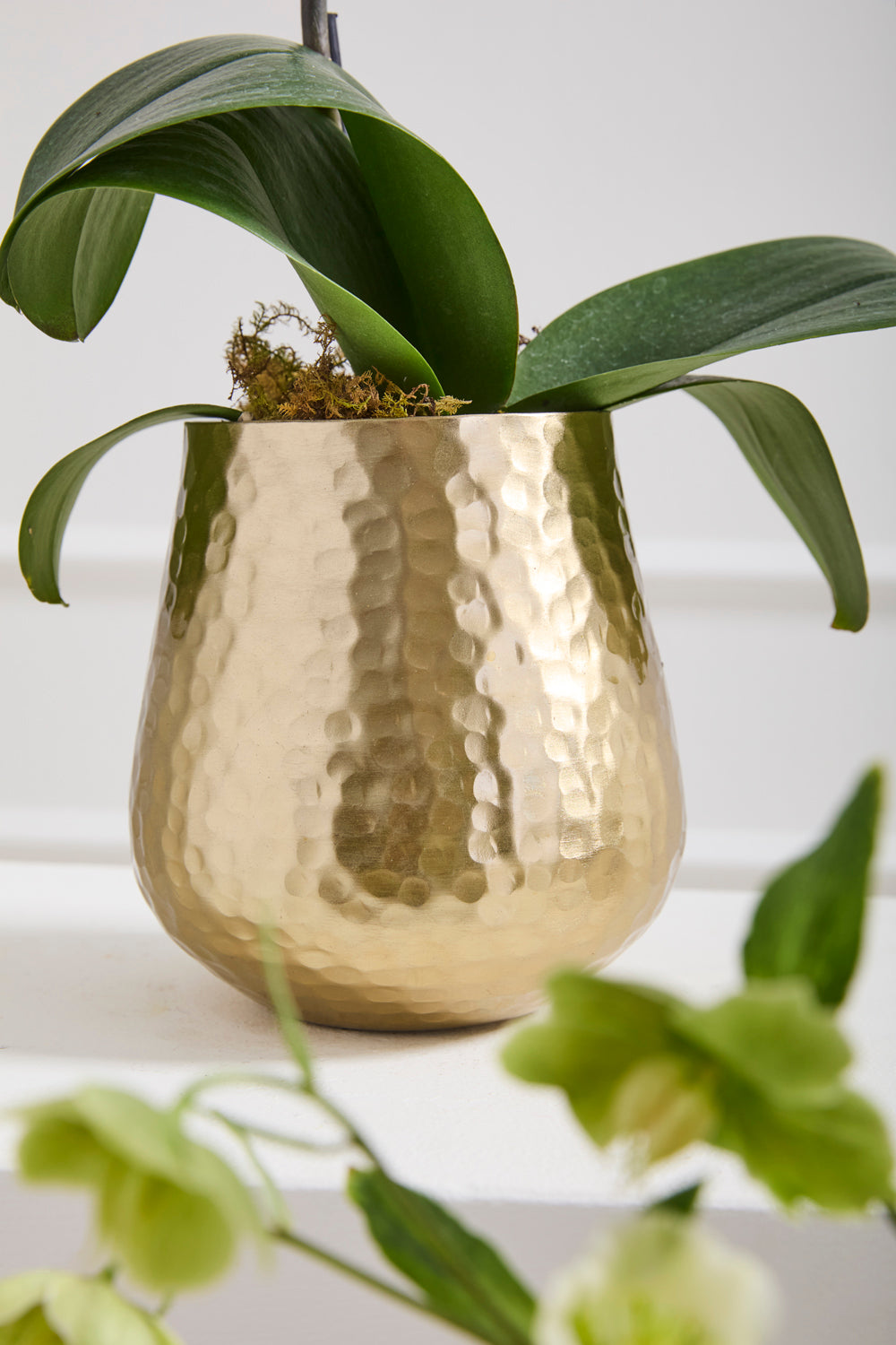 Hux Pot