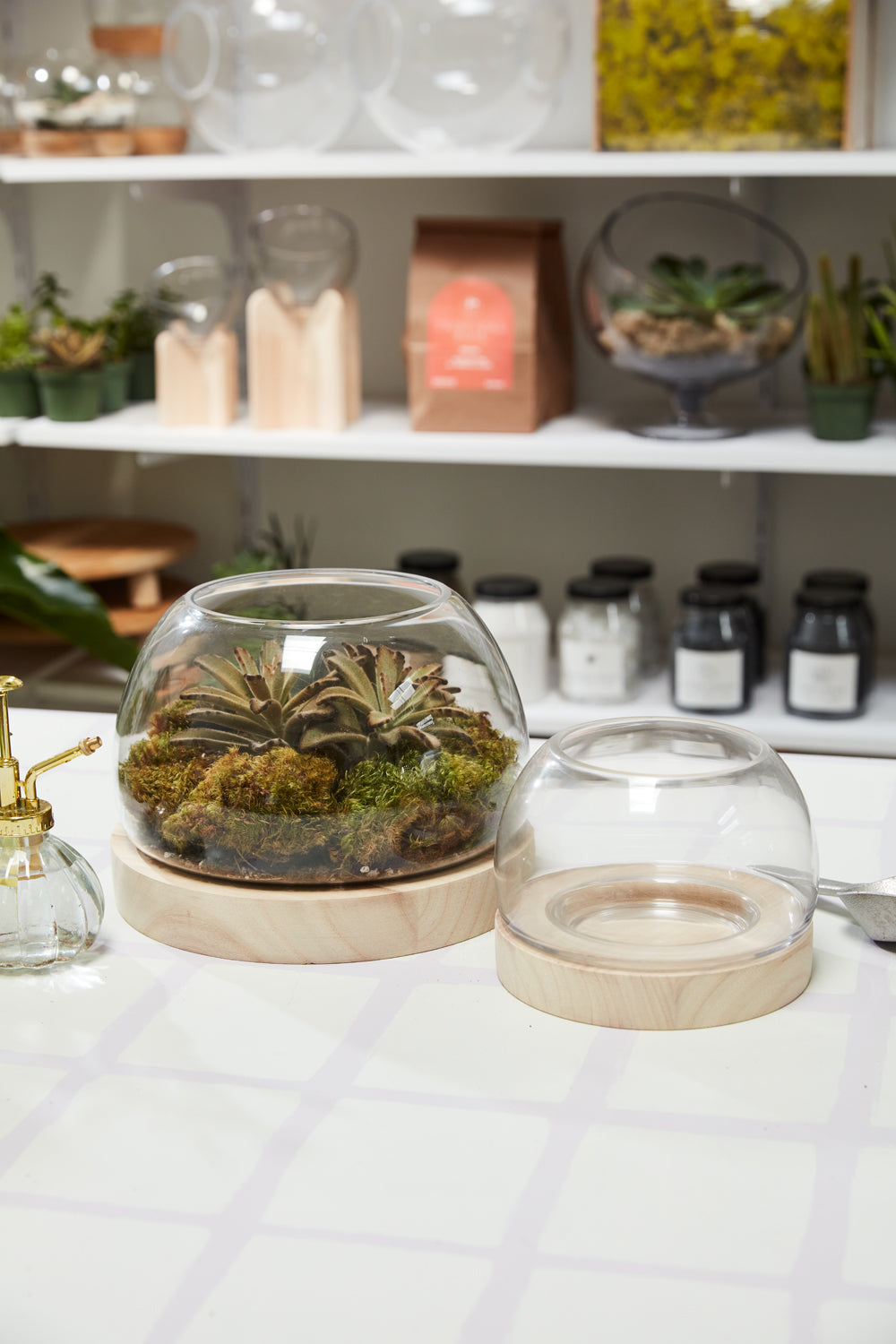 Jonah Terrarium