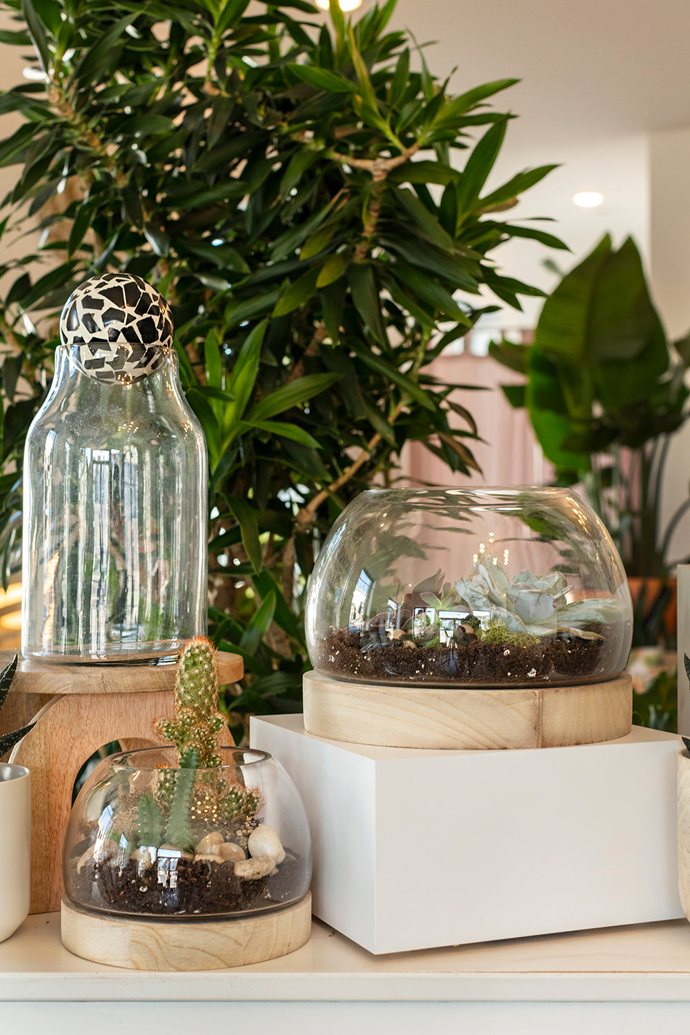 Jonah Terrarium