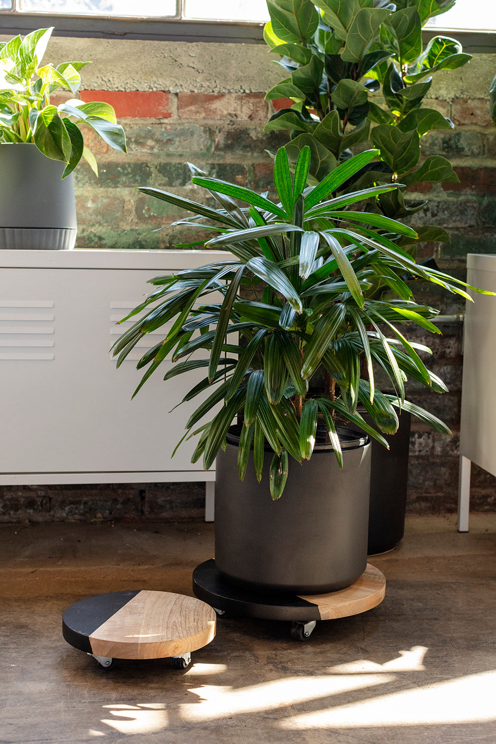 Kylo Plant Stand