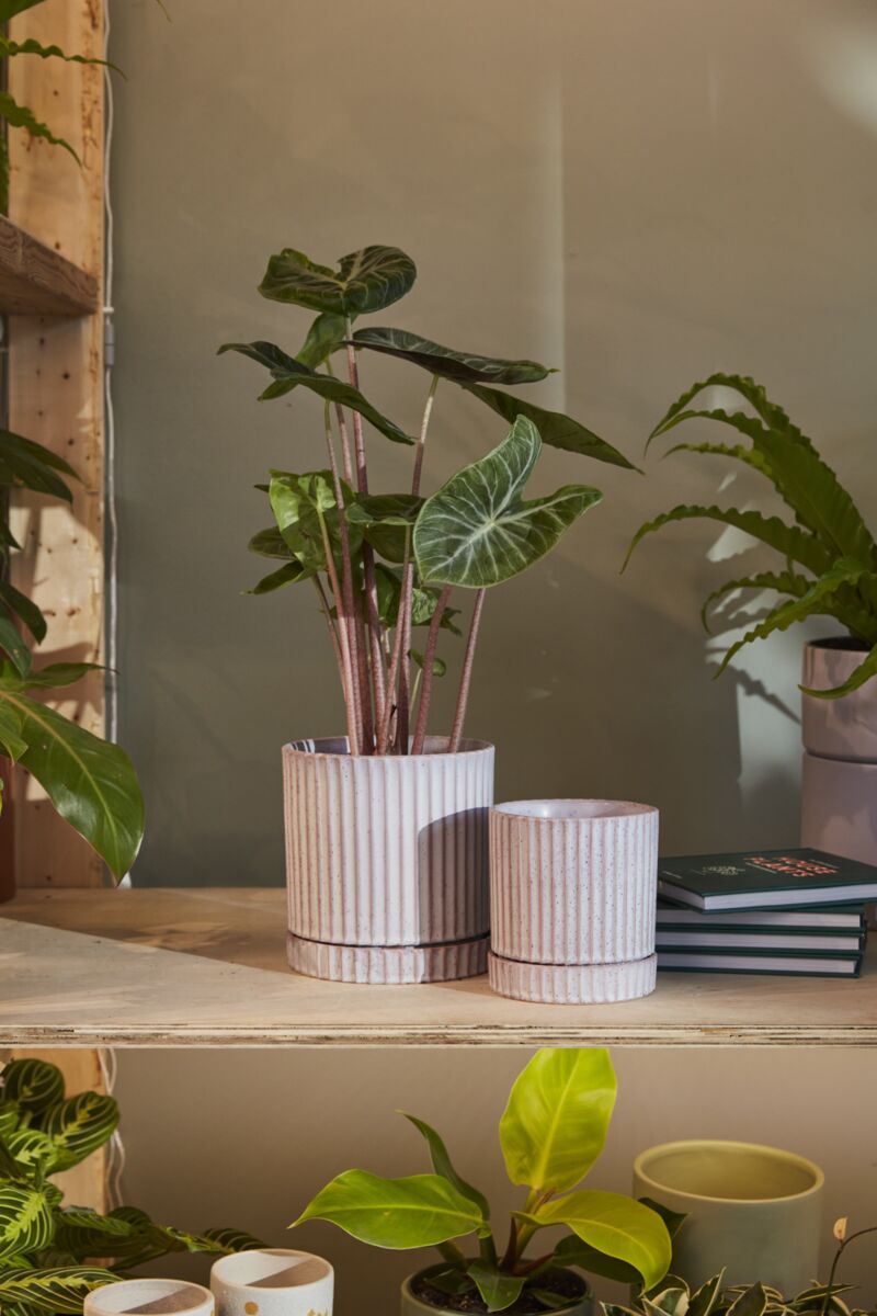 Los Feliz Pot with Saucer